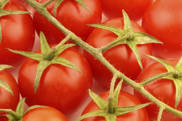 Impression encadrée : Tomatoes Impression encadrée : Tomatoes