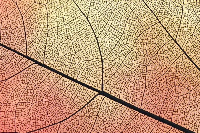 Impression encadrée : Feuille transparente avec éclairage orange arrière.