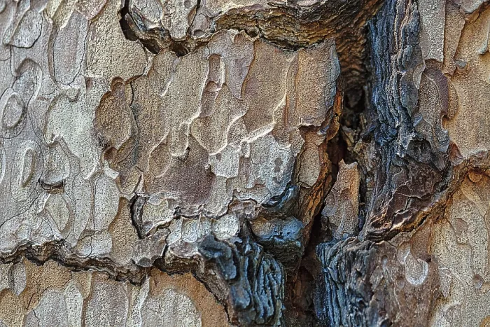 Impression encadrée : Écorce d'arbre avec structures colorées.