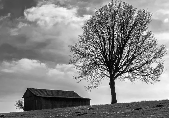 Impression encadrée : L'arbre près de la grange.