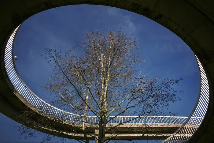 Impression encadrée : L'arbre sur le pont.