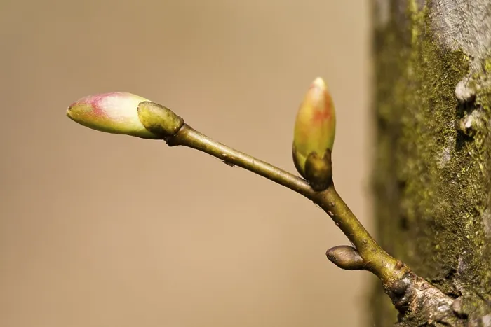 Impression encadrée : Les bourgeons d'arbre. Impression encadrée : Les bourgeons d'arbre.
