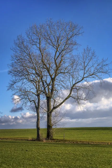 Impression encadrée : Arbre en décembre. Impression encadrée : Arbre en décembre.