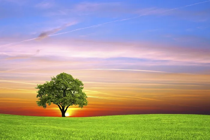 Impression encadrée : Arbre sur le champ.