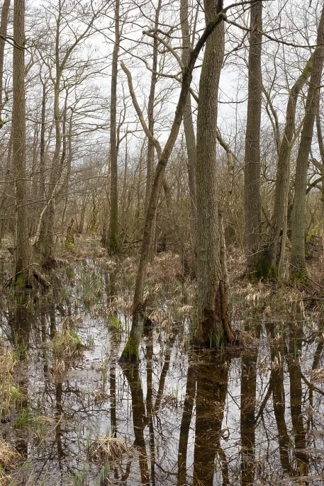 Impression encadrée : Arbres à reflet, marais.
