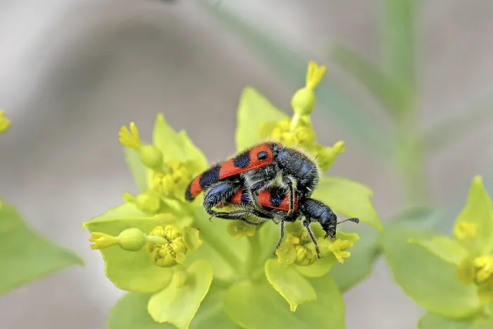Impression encadrée : Trichodes apiarius, loup de la ruche.