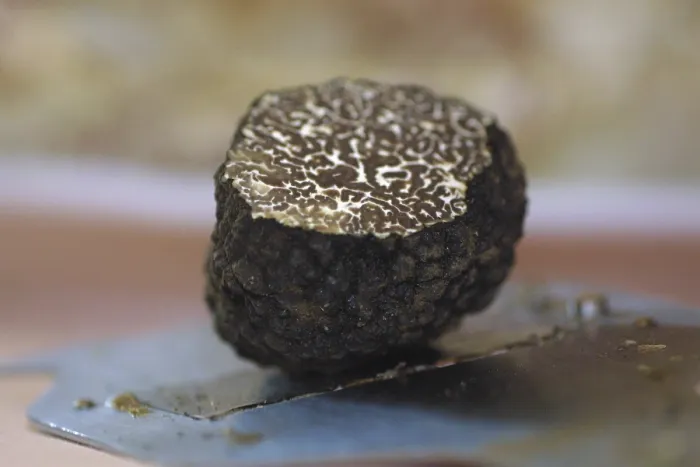 Impression encadrée : Truffel Impression encadrée : Truffel