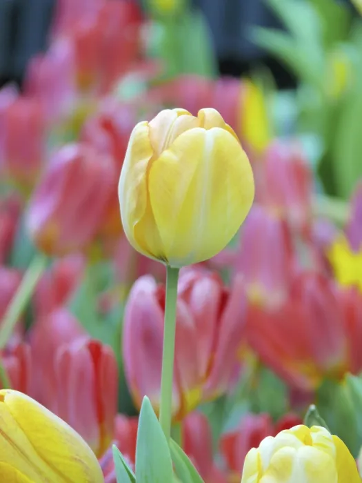 Impression encadrée : Tulip