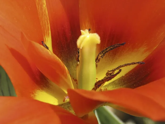 Impression encadrée : Tulipe Van Eijk' Tulipe Van Eijk Impression encadrée : Tulipe Van Eijk' Tulipe Van Eijk
