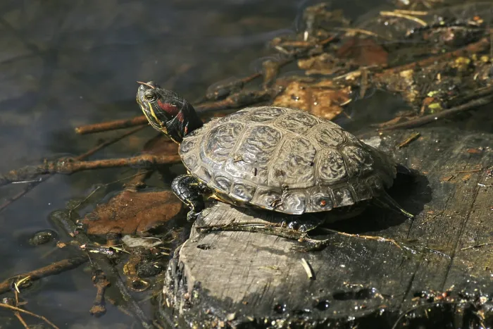 Impression encadrée : Turtle