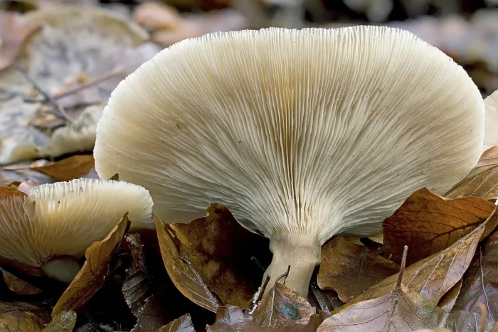Impression encadrée : Champignon de dessous.