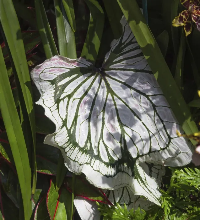 Impression encadrée : Feuille variegée Impression encadrée : Feuille variegée