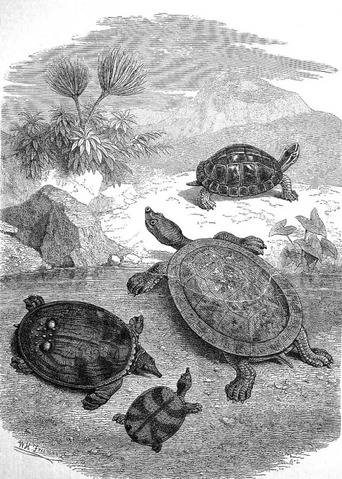 Impression encadrée : Diverses tortues sur la plage de Java vers 1880.