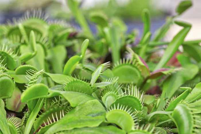 Impression encadrée : Dionaea muscipula Impression encadrée : Dionaea muscipula
