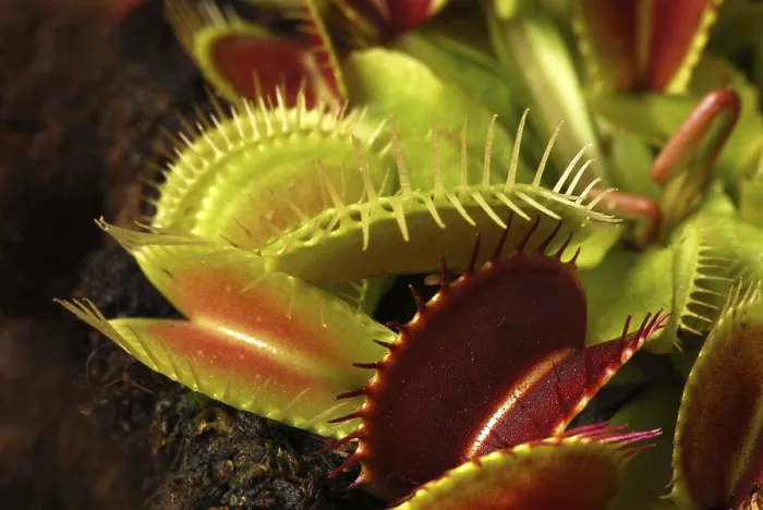 Impression encadrée : Dionaea muscipula Impression encadrée : Dionaea muscipula