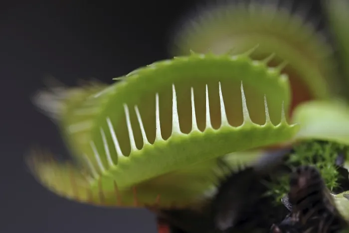 Impression encadrée : Dionaea muscipula Impression encadrée : Dionaea muscipula