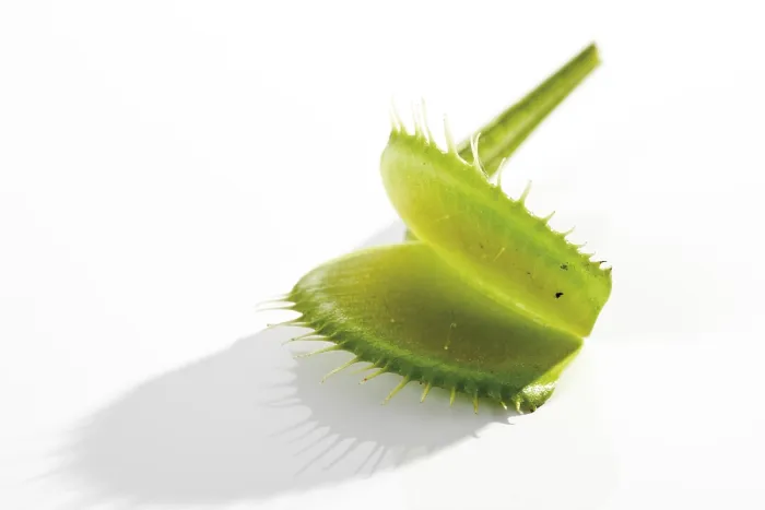 Impression encadrée : Dionaea muscipula Impression encadrée : Dionaea muscipula