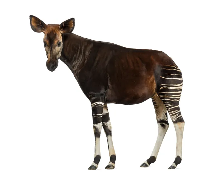 Impression encadrée : Vue latérale d'un okapi debout.