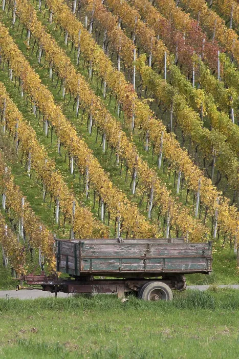 Impression encadrée : vineyard