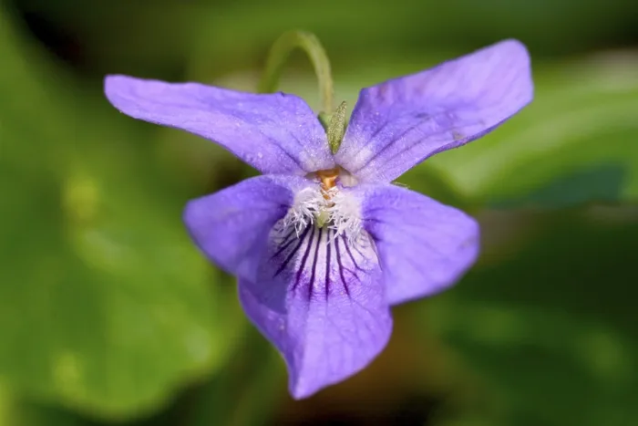 Impression encadrée : Viola