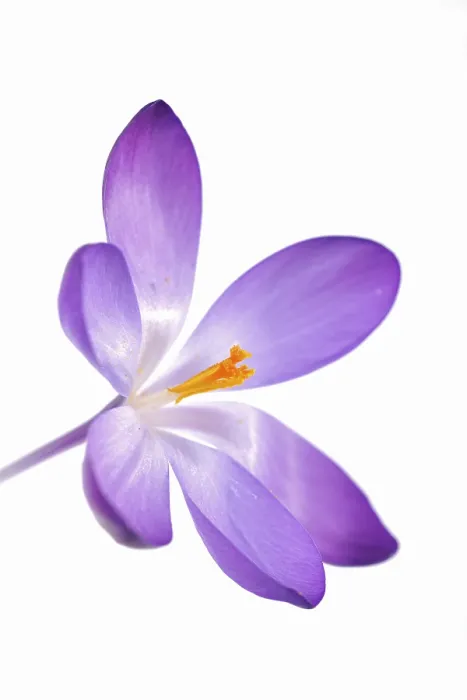 Impression encadrée : Violet Crocus (Crocus)