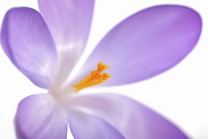 Impression encadrée : Violet Crocus (Crocus), détail.