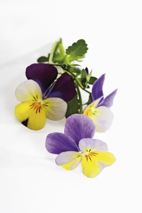Impression encadrée : Violets Impression encadrée : Violets