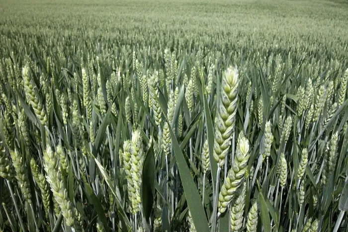 Impression encadrée : Wheat