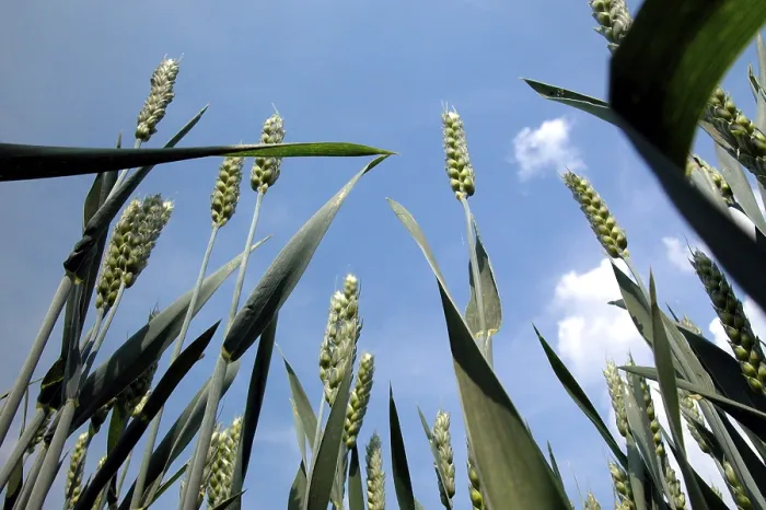 Impression encadrée : Wheat