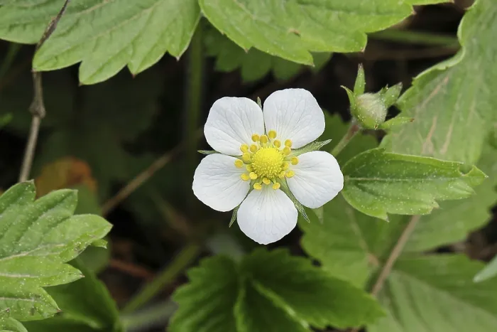 Impression encadrée : Framboise sauvage (Fragaria vesca)
