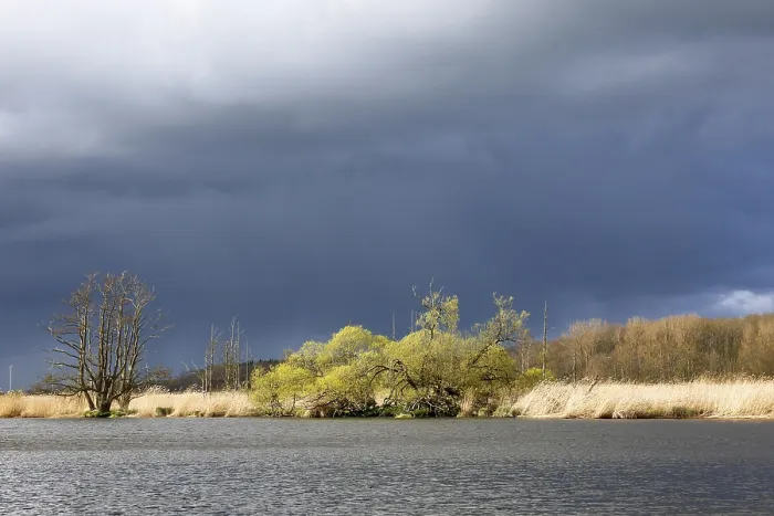 Impression encadrée : Les saules sur les rives de la Peene.