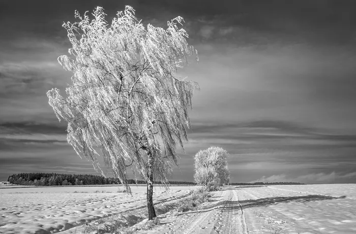 Impression encadrée : Winterb Impression encadrée : Winterb