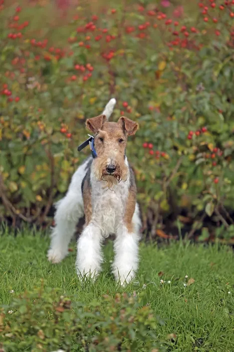 Impression encadrée : Terrier à poil dur et à queue de renard.