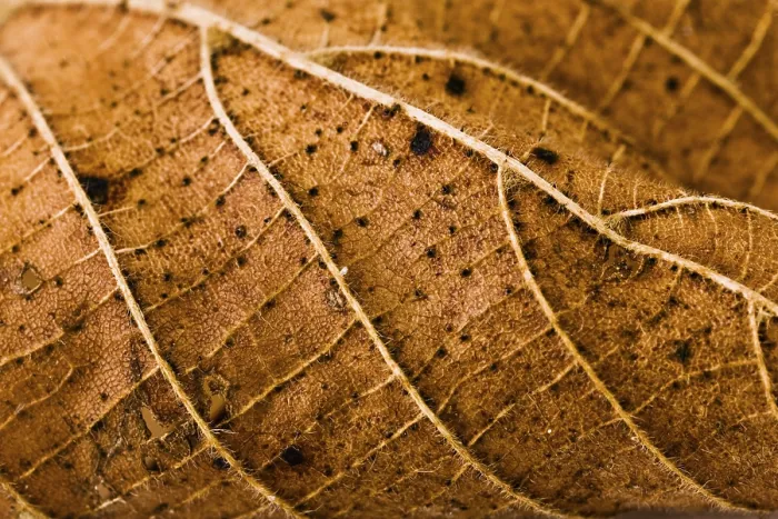 Impression encadrée : Fils de feuille.
