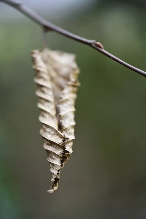 Impression encadrée : Feuille séchée Impression encadrée : Feuille séchée