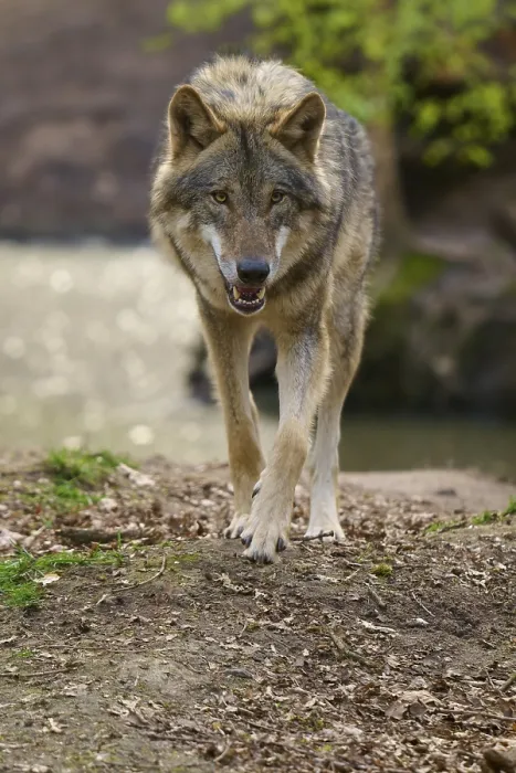 Impression encadrée : Un loup marche directement vers la caméra.