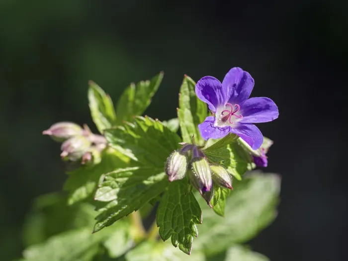 Impression encadrée : Le geranium des bois (Geranium sylvaticum) Impression encadrée : Le geranium des bois (Geranium sylvaticum)