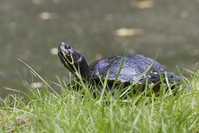 Impression encadrée : Trachemys scripta scripta à ventre jaune. Impression encadrée : Trachemys scripta scripta à ventre jaune.