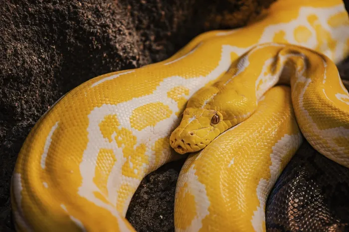 Impression encadrée : Le python jaune au parc Croco à Agadir. Impression encadrée : Le python jaune au parc Croco à Agadir.