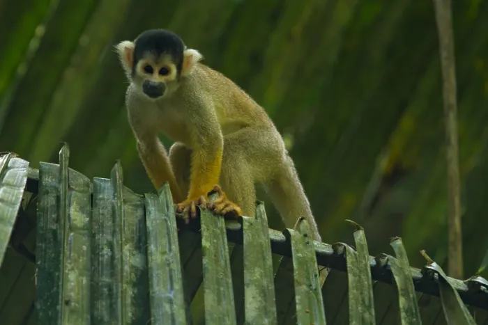 Impression encadrée : Singe d'Amazon Impression encadrée : Singe d'Amazon