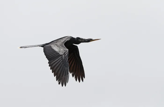 Impression encadrée : Anhinga, Anhinga anhinga.