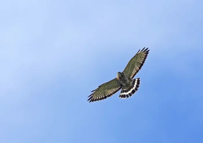 Impression encadrée : Breedvleugelbuizerd, Buse à ailes larges, Buteo platypterus en vol. Colombie.