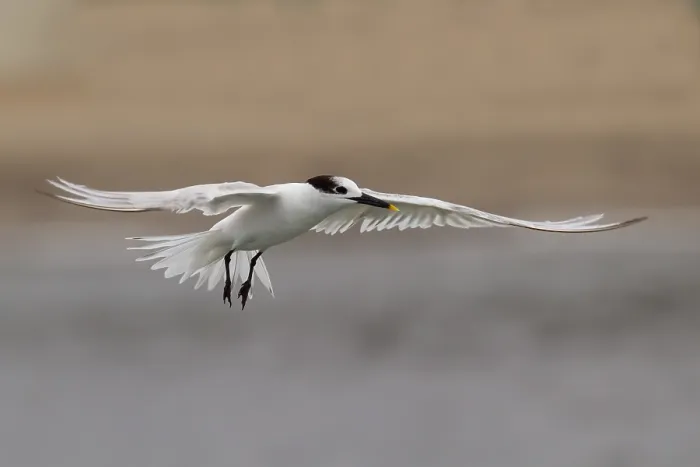 Impression encadrée : Le tern de Cabot.