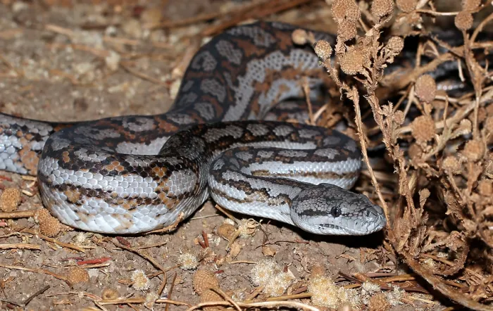 Impression encadrée : Le python de tapis, Morelia spilota.