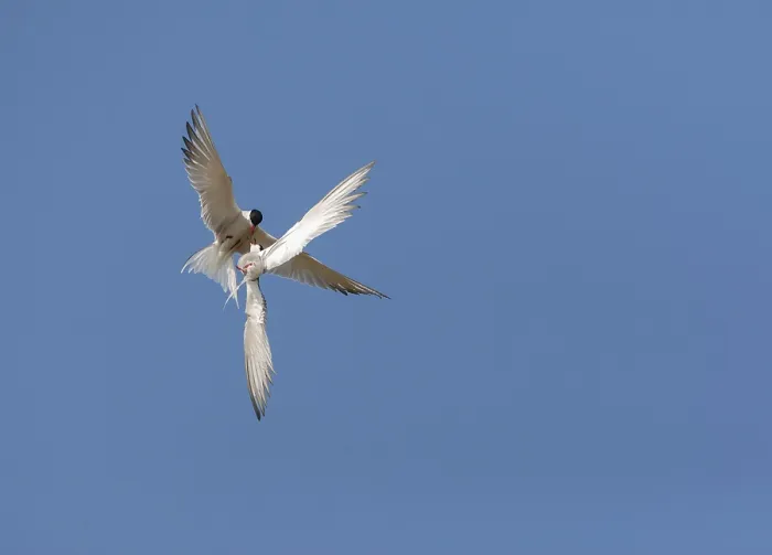 Impression encadrée : Sterne commune, Sterna hirundo. Impression encadrée : Sterne commune, Sterna hirundo.
