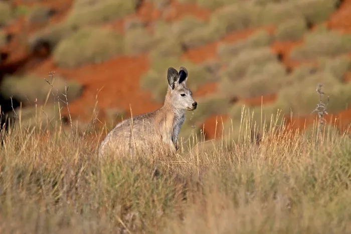 Impression encadrée : Wallaby murin (Macropus robustus)