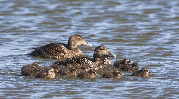 Impression encadrée : Eider, Eider à Crête.