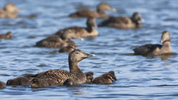 Impression encadrée : Eider, Eider à bec jaune.