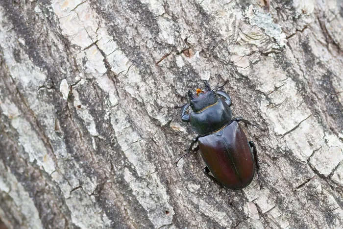 Impression encadrée : L'image de Marco d'un insecte.