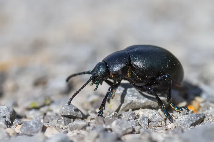 Impression encadrée : L'image de Marco d'un insecte.